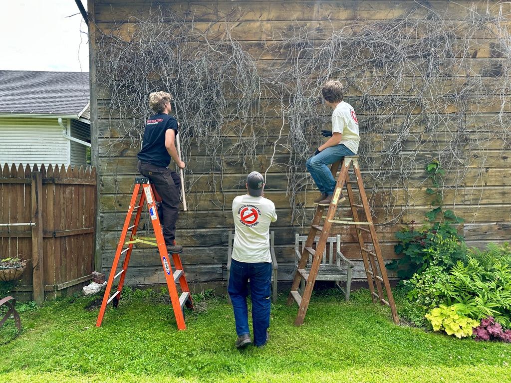 Vine and overgrowth removal